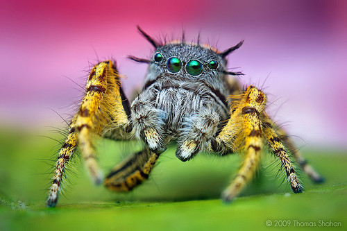 Aranhas que se disfarçam de formigas (e bônus)