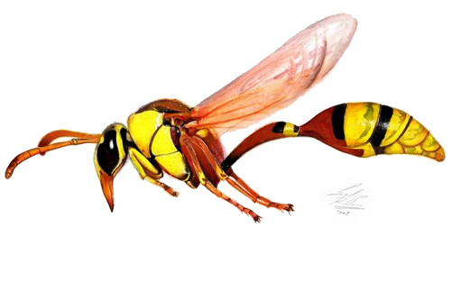 Wasp_by_feliperibas03.jpg