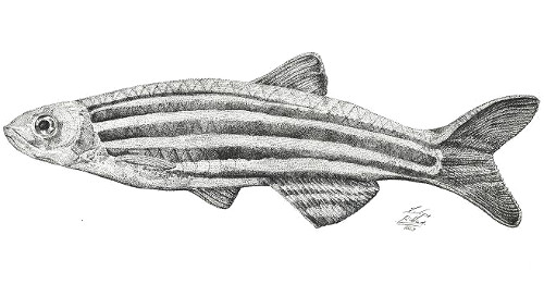 Zebrafish.JPG