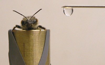 abelha percebendo cheiro lateralmente