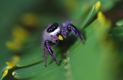 Aranha herbívora (uma vergonha para a ordem)