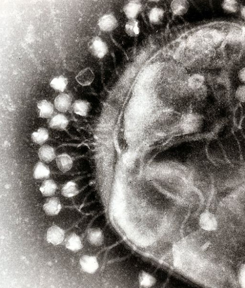 bacteriofagos.jpg