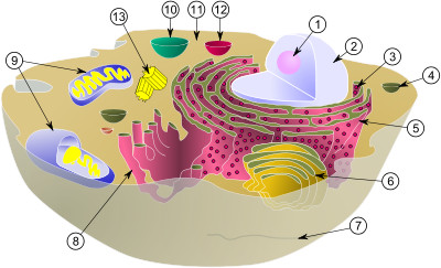 Microscopia de verdade