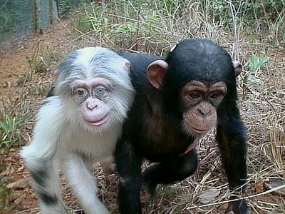 chimpanzé albino