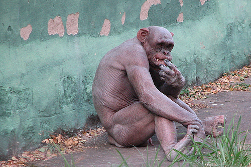 chimpanze_pelado.jpg