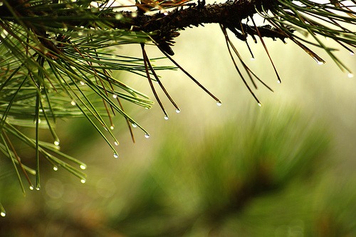 Cheiro de terra, cheiro de chuva, cheiro de guerra: geosmina