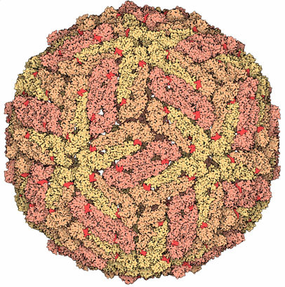 Faça o vírus da Dengue você mesmo