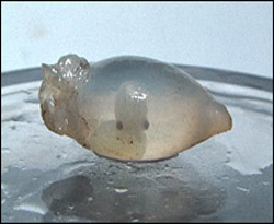 embrião de sépia