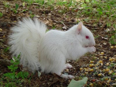 esquilo albino