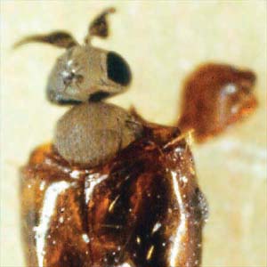 A lenda da formiga sem cabeça