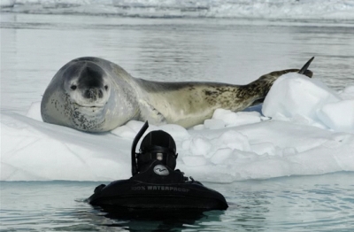 foca e fotógrafo