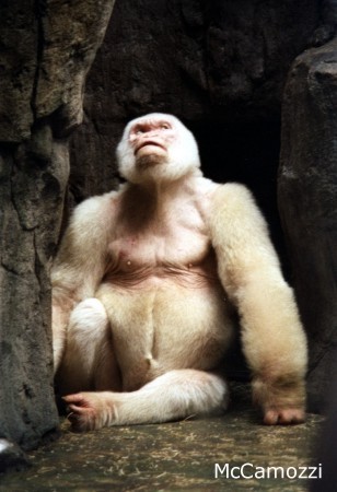 gorila albino