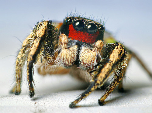 Mais Salticidae