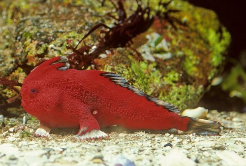 handfish3.jpg