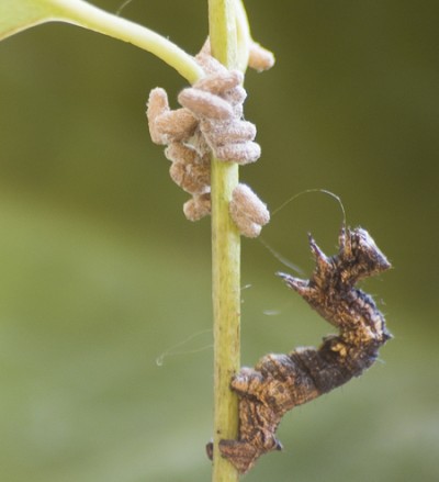 lagarta parasitada defendendo pupas
