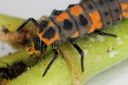 larva_comendo.jpg