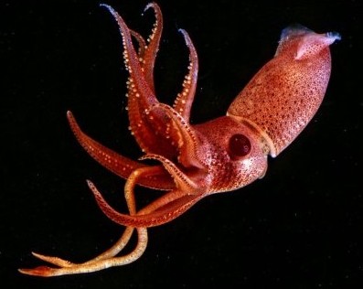 red squid