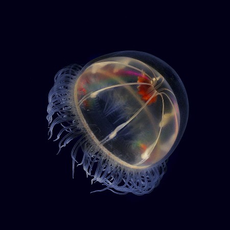 medusa mar ártico