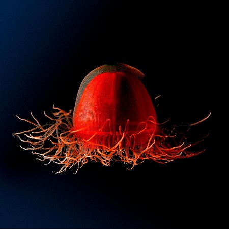 medusa vermelha
