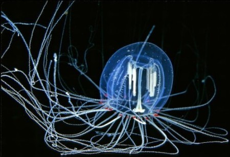 medusa transparente