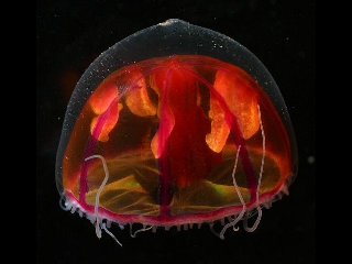 jellyfish