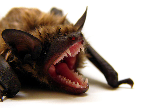 morcego.jpg
