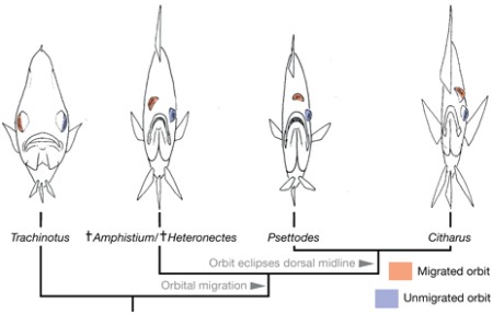 filogenia modificada