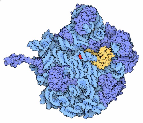 Remédio para tudo: um antiviral que ataca diversos vírus