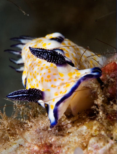 nudibrânquio