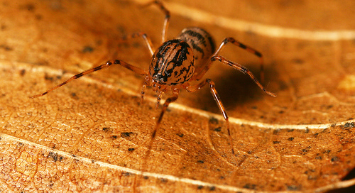 Aranha cuspideira