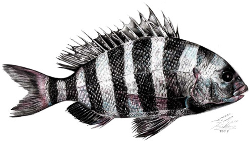 sheepshead.jpg