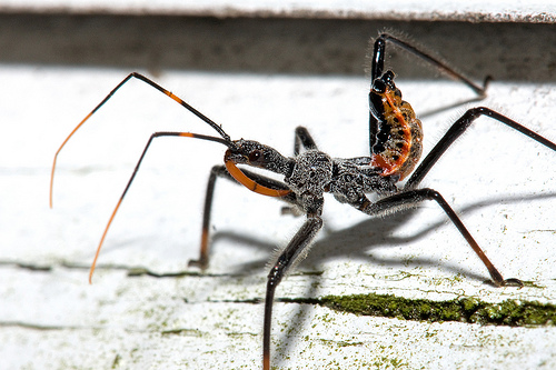 wheelbug.jpg