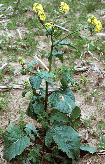 wildmustard.jpg