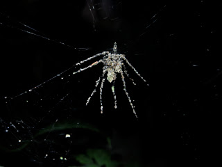 Aranha falsa, feita de detritos