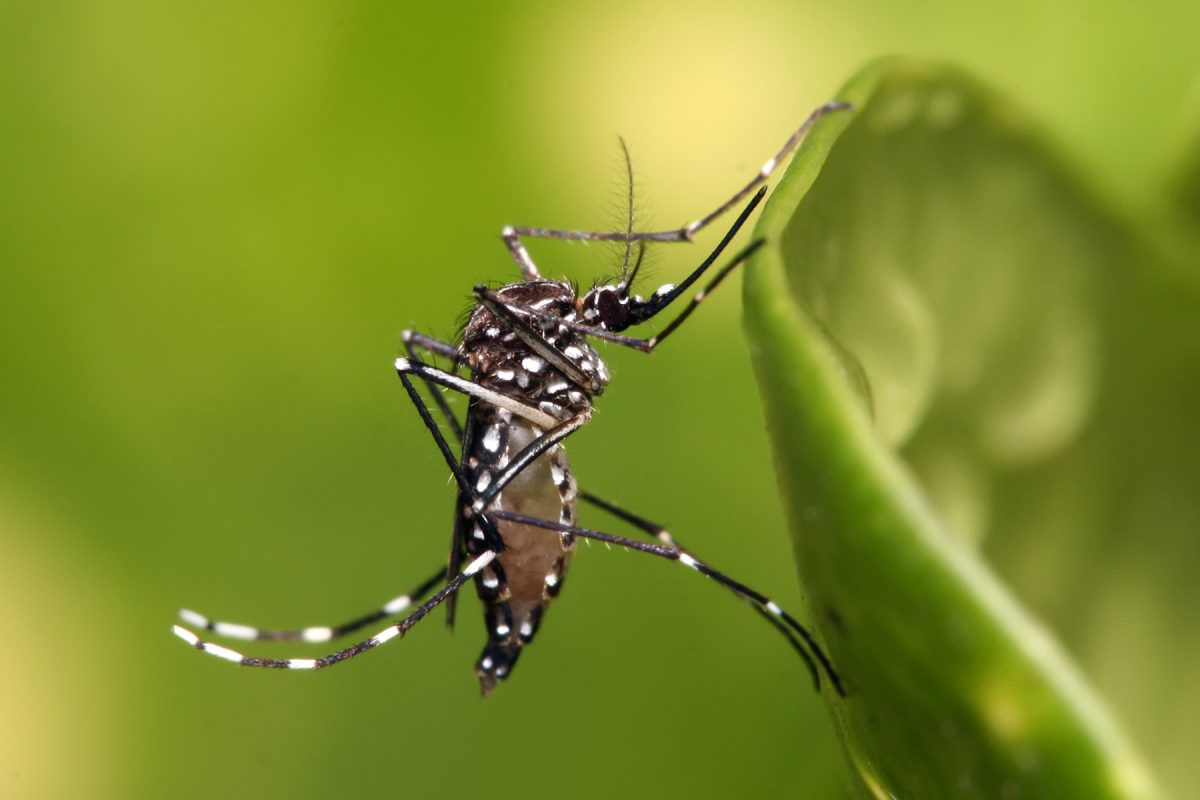 Porque a transmissão sexual de zika não é preocupante