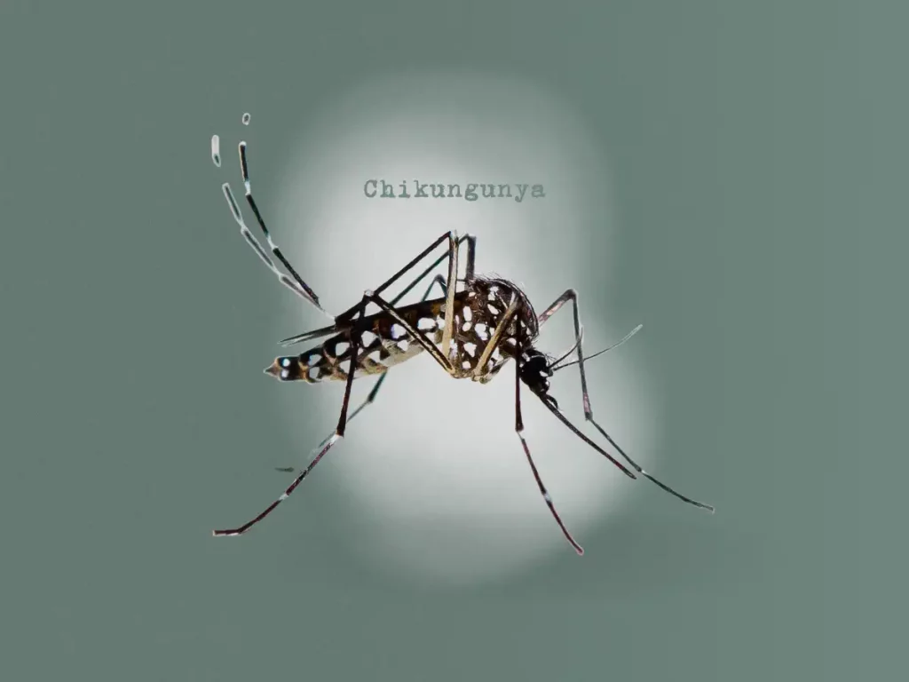 Fotografia em close do mosquito Aedes aegypti sobre fundo verde, sobre o qual se lê "Chikungunya". Elementos Canva Pro; arte por Clorofreela.