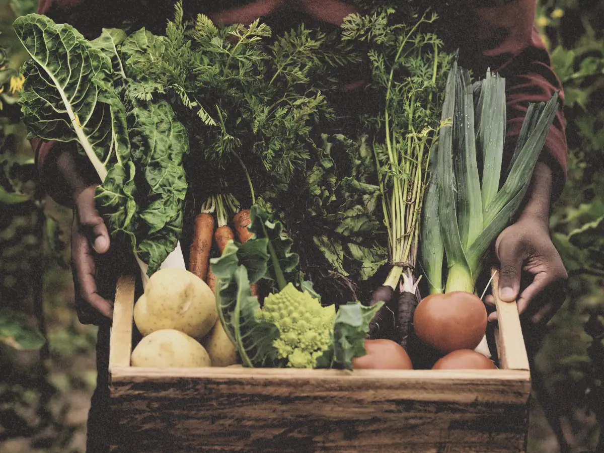 Fotografia de uma pessoa segurando verduras e legumes em uma caixa de madeira. Elementos Canva Pro; arte por Clorofreela.