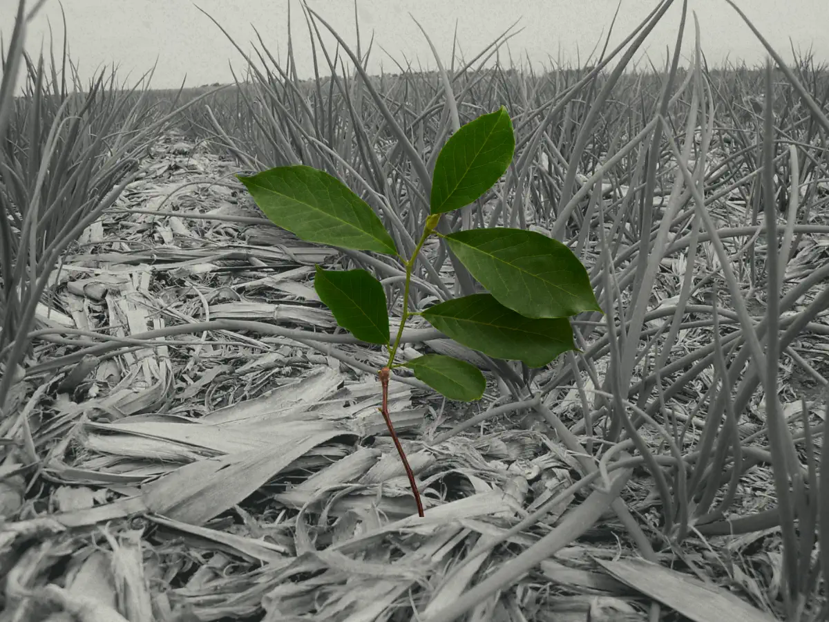 Montagem de sobreposição de fotos: no fundo, em preto e branco, há uma plantação de canavial, parcialmente derrubada, com pés de cebolinha plantadas sobre a vegetação; e no centro tem uma muda de planta em tons de verde. Fotografia por Embrapa Hortaliças; arte por Clorofreela.