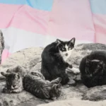 A ilusão da maioria é representada pela foto de 3 gatinhos com diferentes padrões de pelo, em preto e branco. Ao fundo há cores rosa e azul claras
