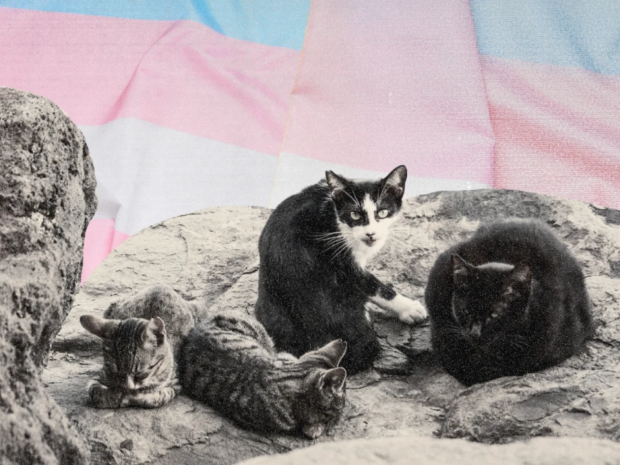 A ilusão da maioria é representada pela foto de 3 gatinhos com diferentes padrões de pelo, em preto e branco. Ao fundo há cores rosa e azul claras