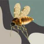 Imagem contém uma foto do Mosquito que transmite a Febre do Oropouche