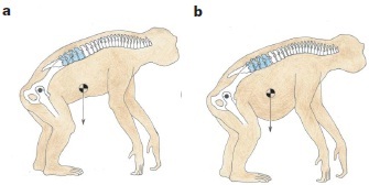 Australopithecus.jpg