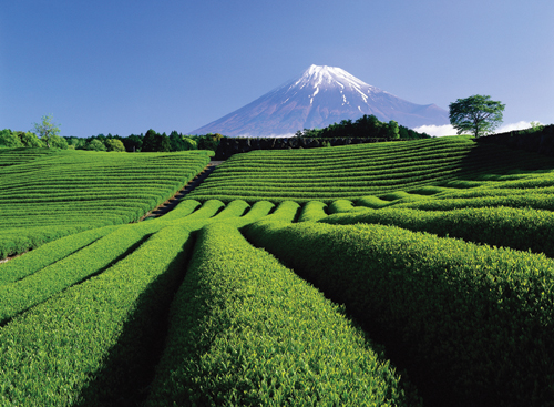 chá verde monte fuji.jpg