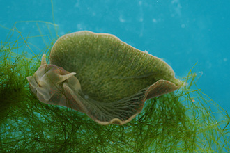 green_sea_slug.jpg