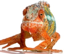 ist2_2982409-chameleon-furcifer-pardalis.jpg