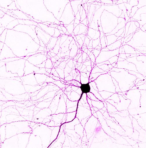 Atualizando o Twitter com o “movimento” dos neurônios.
