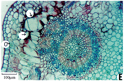 xylella.gif