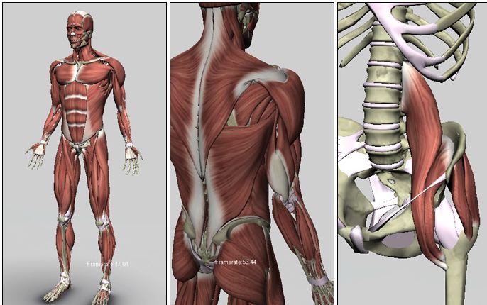 Atlas da musculatura humana: ache a si mesmo