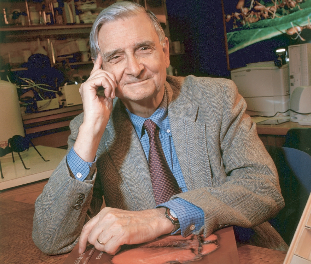 Discordando de E.O. Wilson (pode?!)