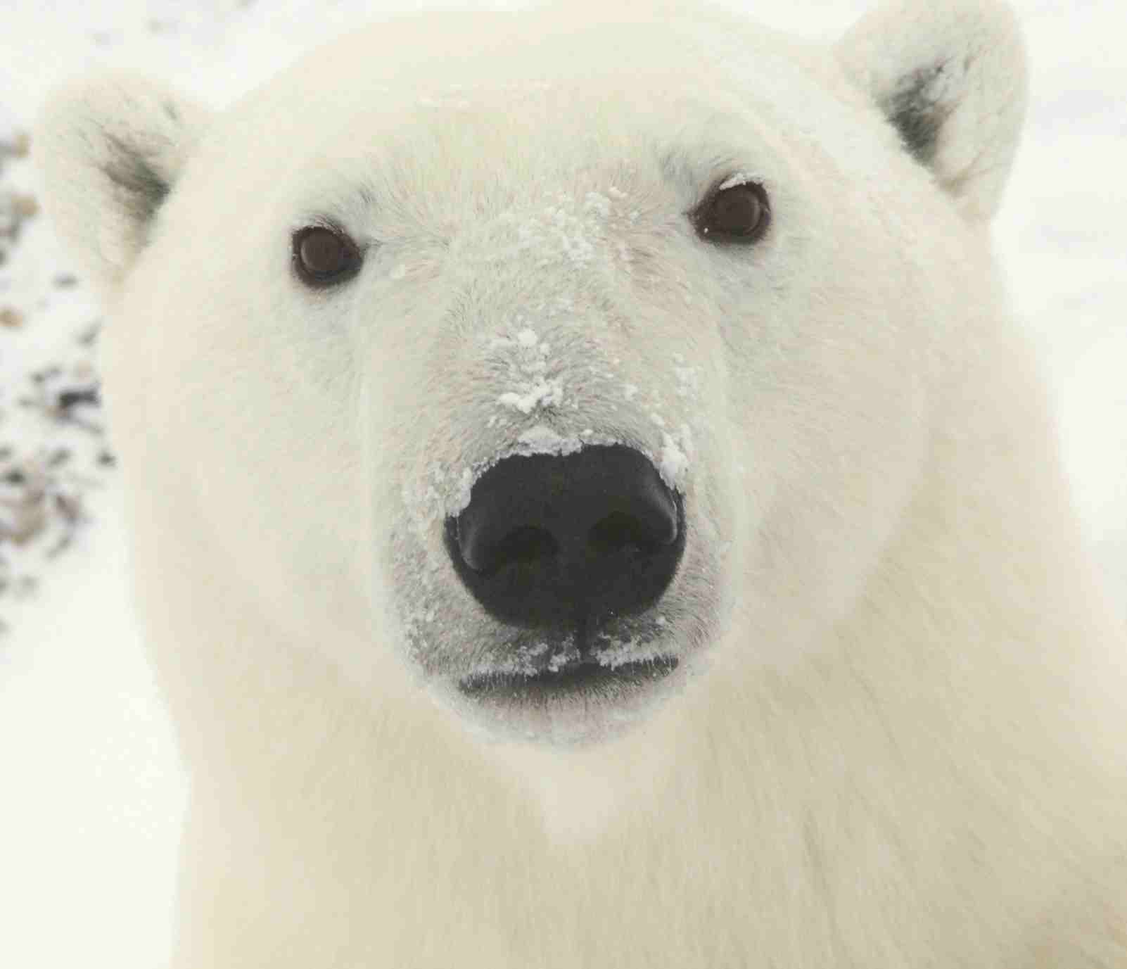 Tente não pensar em um urso branco